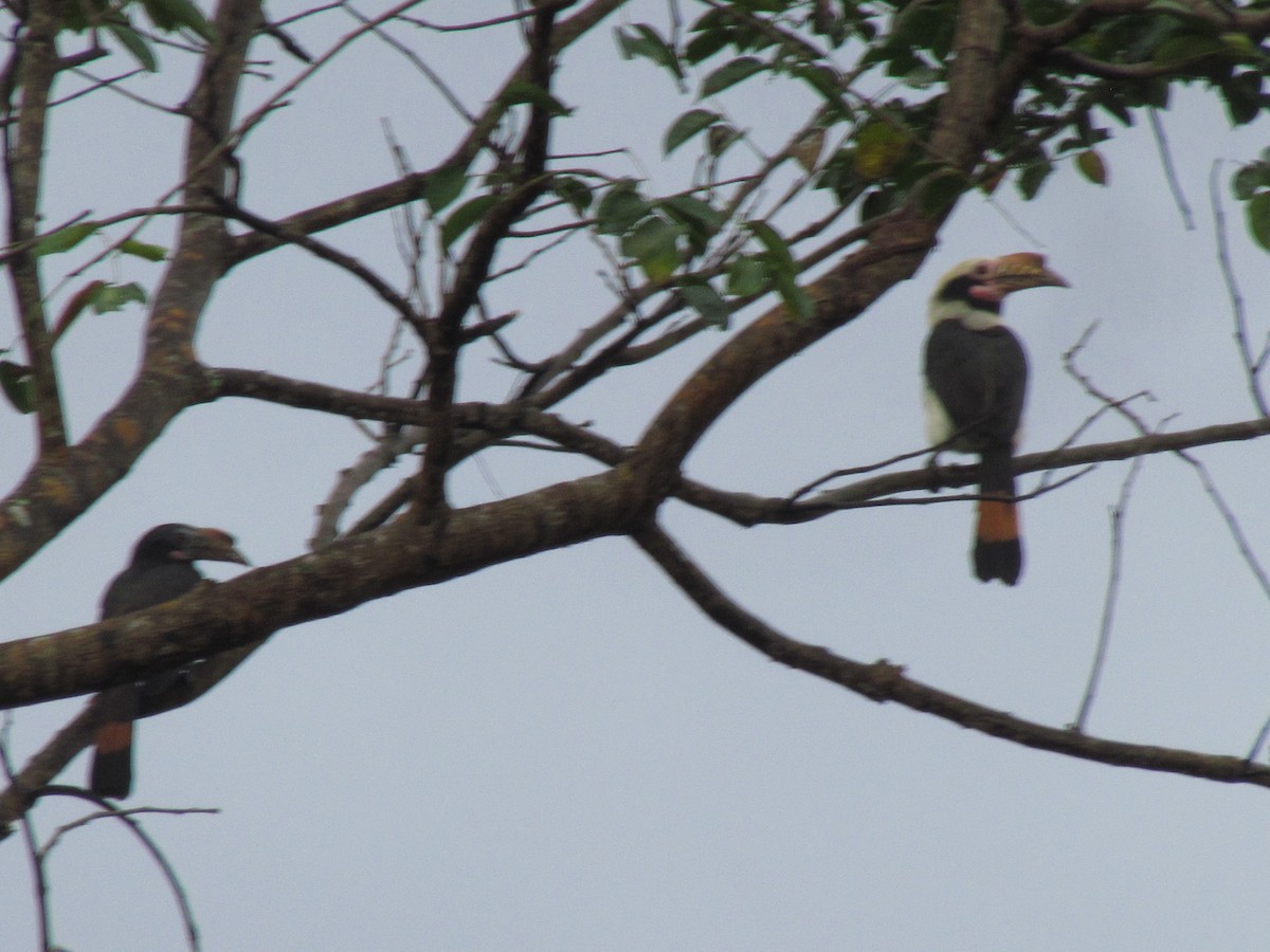 Luzon Hornbill - ML644357773