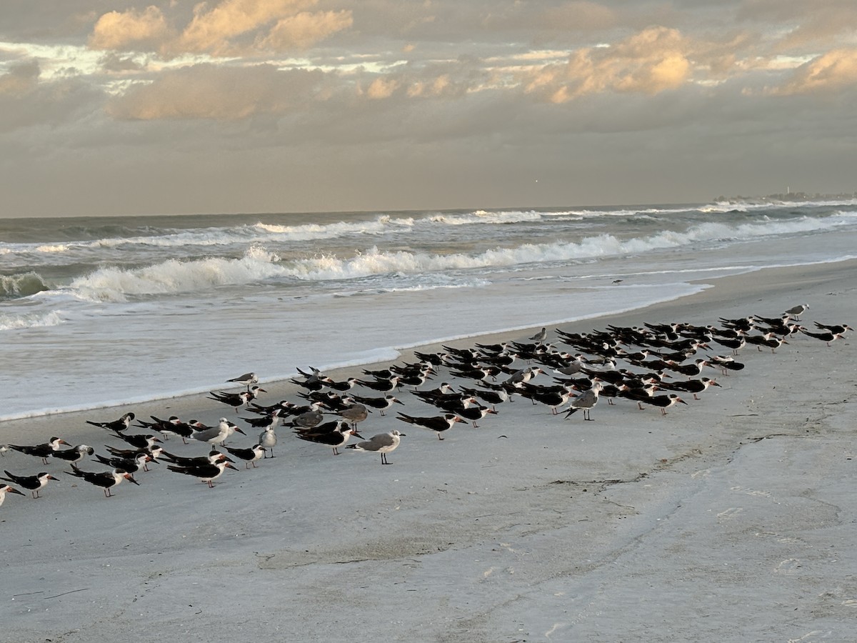 Black Skimmer - ML644357774