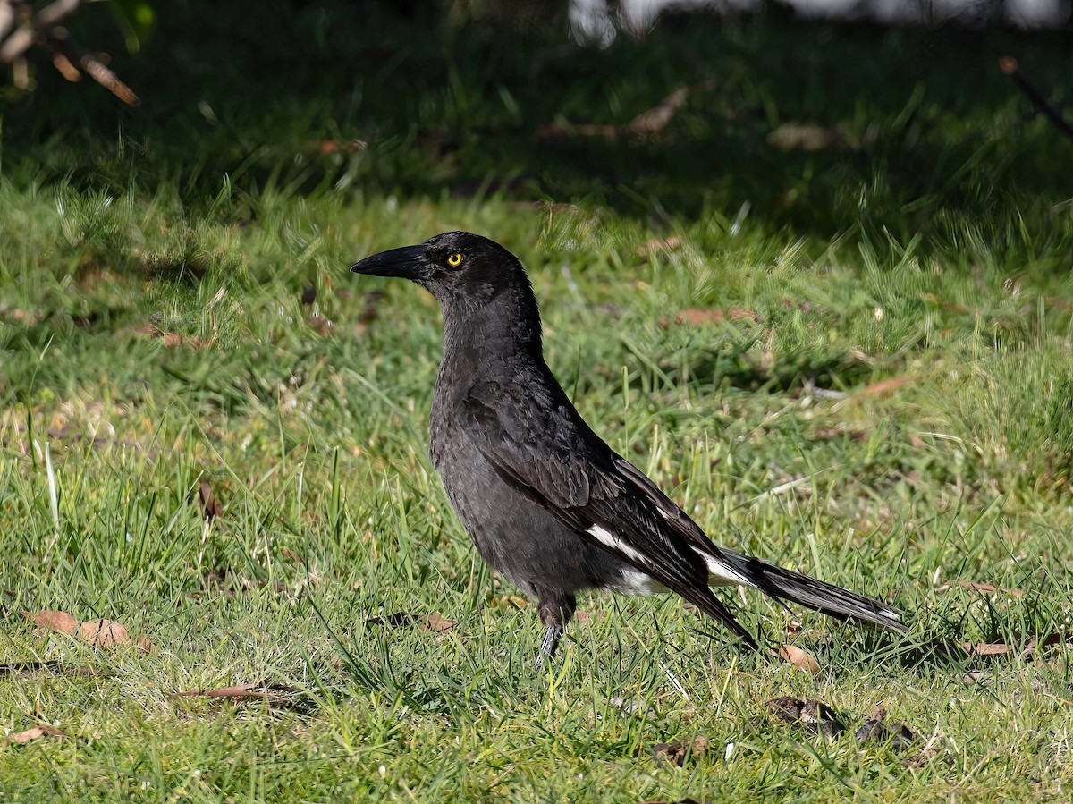 Verdugo Pío - ML644357775