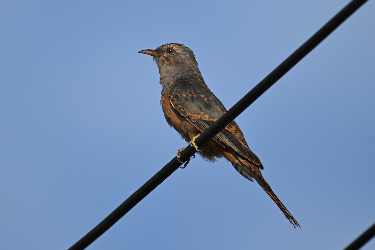 klagegjøk - ML644357776