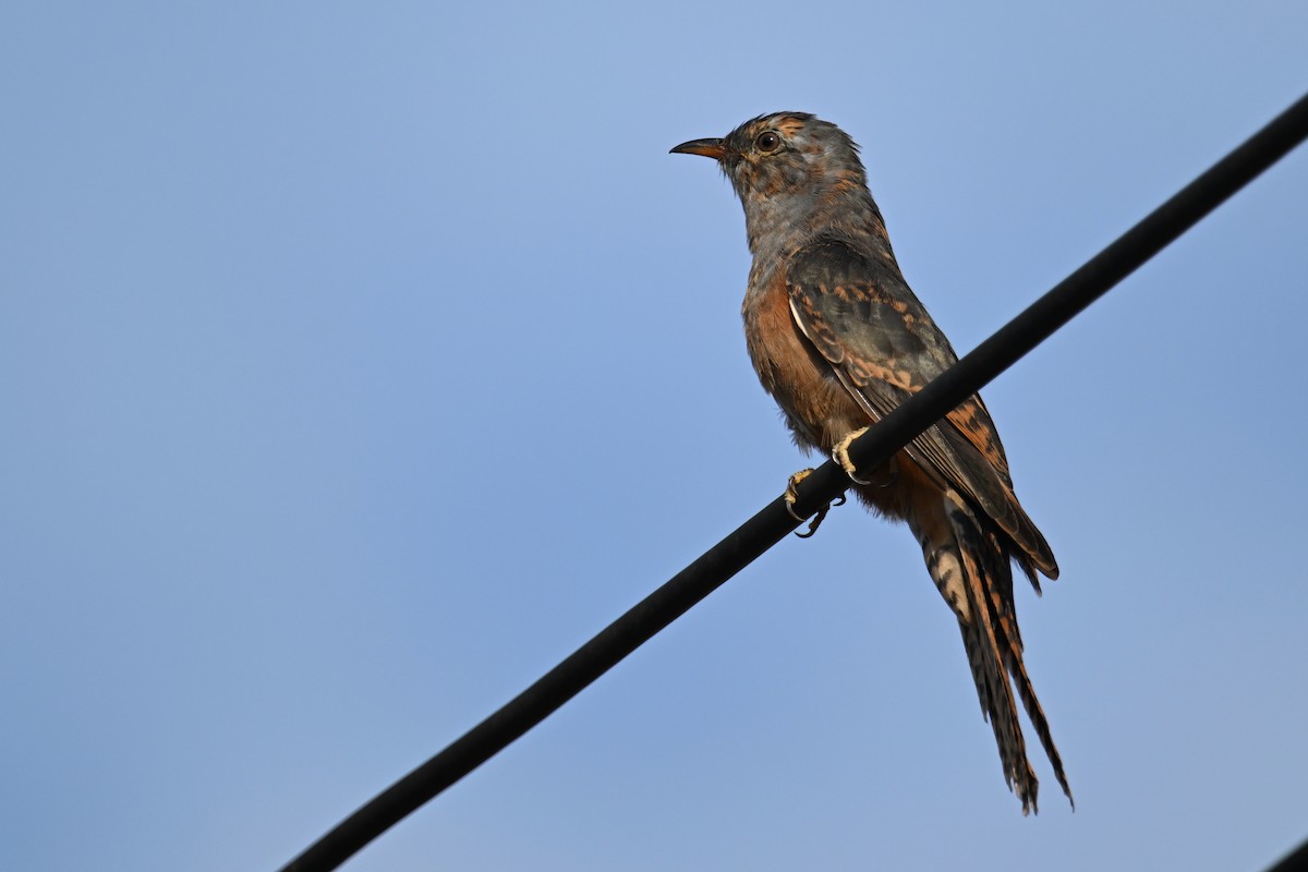 klagegjøk - ML644357777