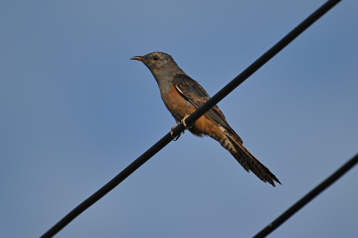 klagegjøk - ML644357778