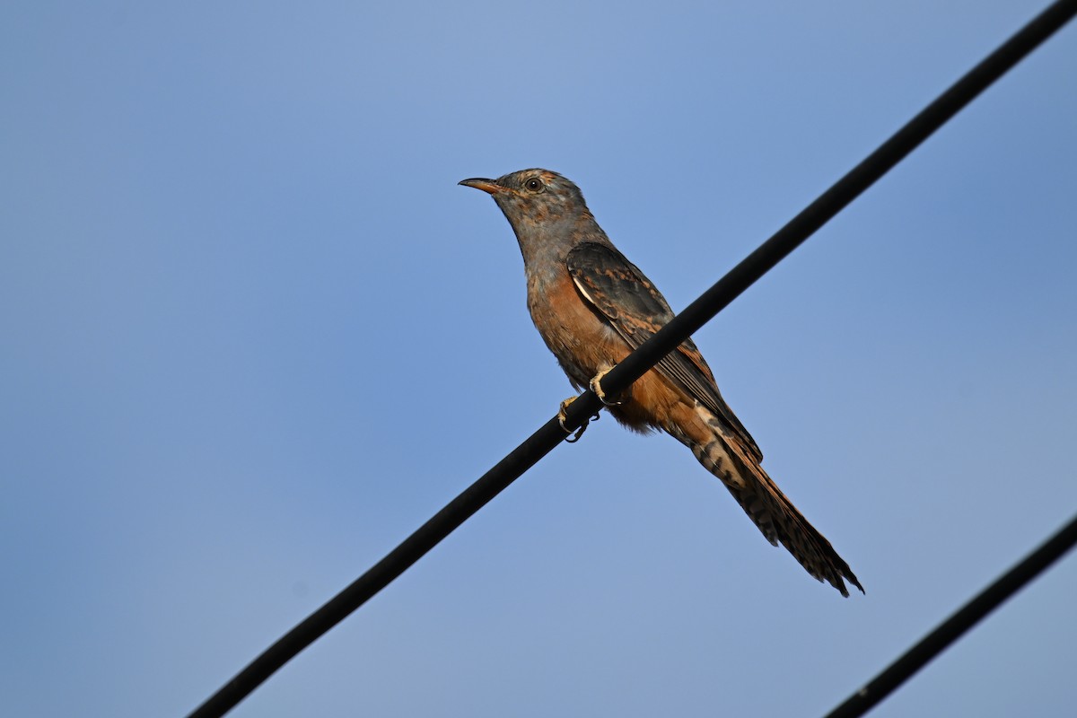 klagegjøk - ML644357779