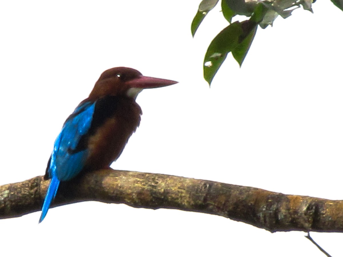 Brown-breasted Kingfisher - ML644357786