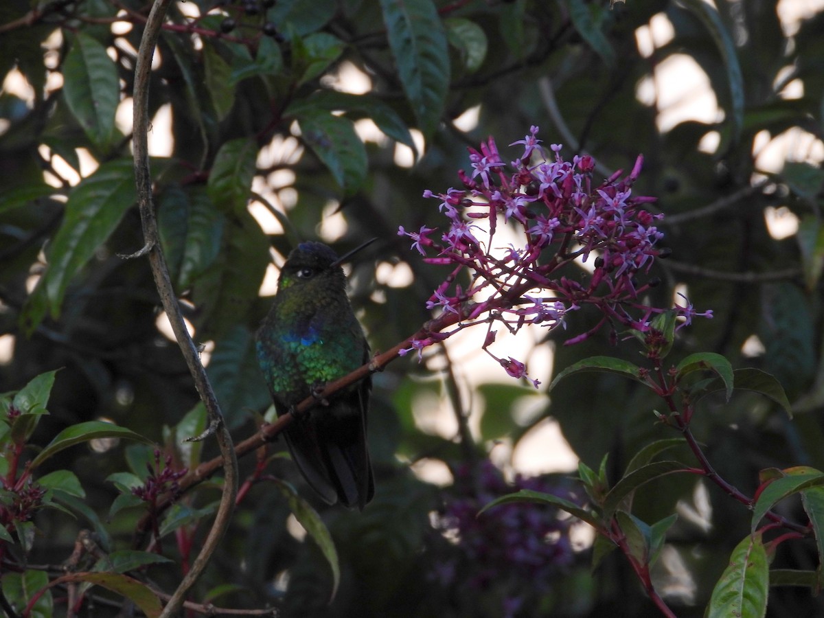 Fiery-throated Hummingbird - ML644357787
