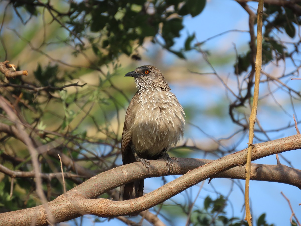 Arrow-marked Babbler - Gerhard Labuschagne