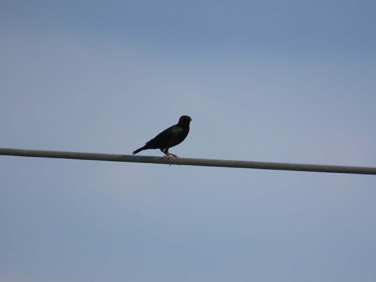 špaček rudooký - ML644357794