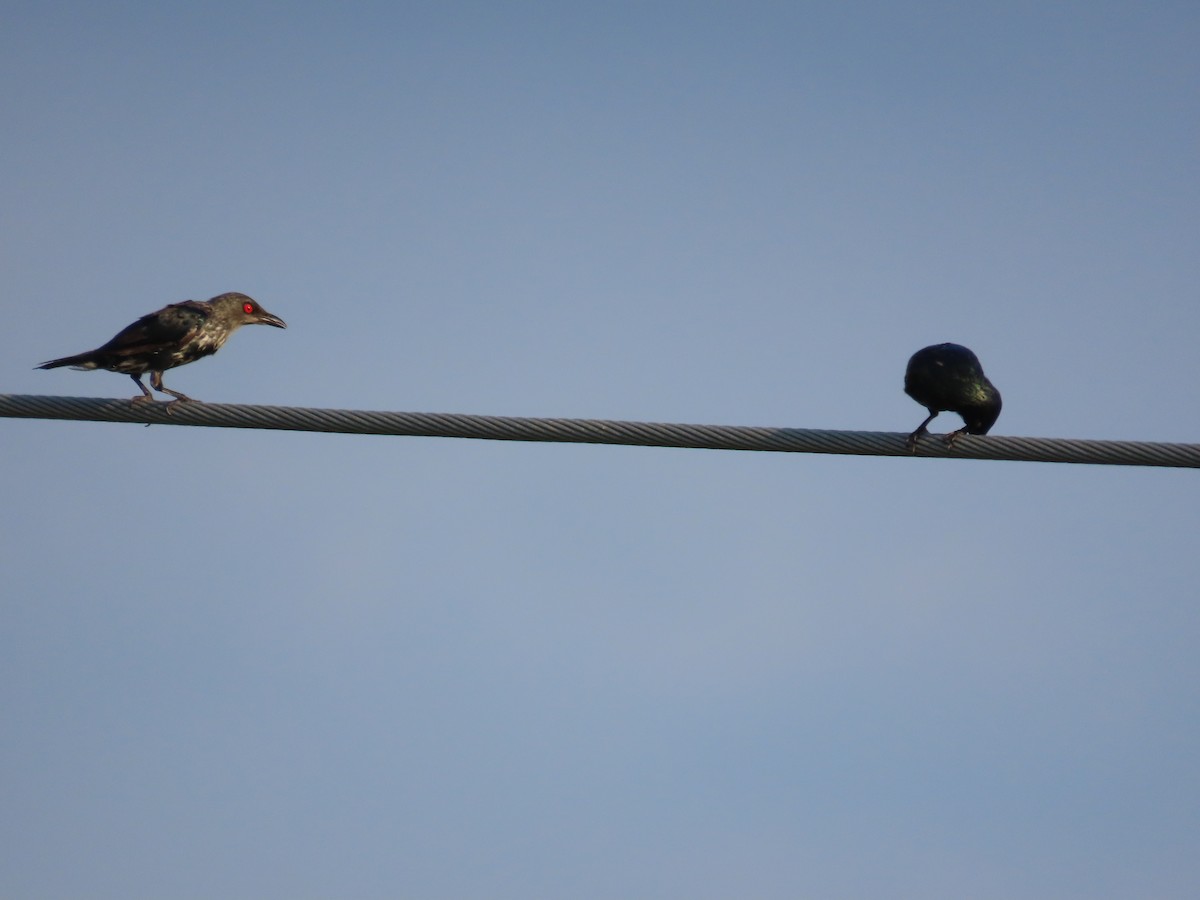 špaček rudooký - ML644357795