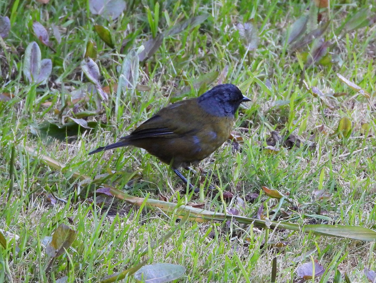 Large-footed Finch - ML644357797