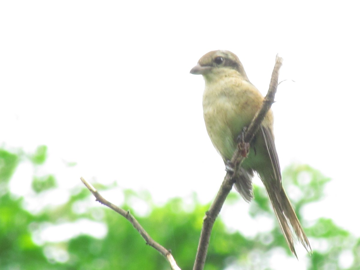 Brown Shrike - ML644357798