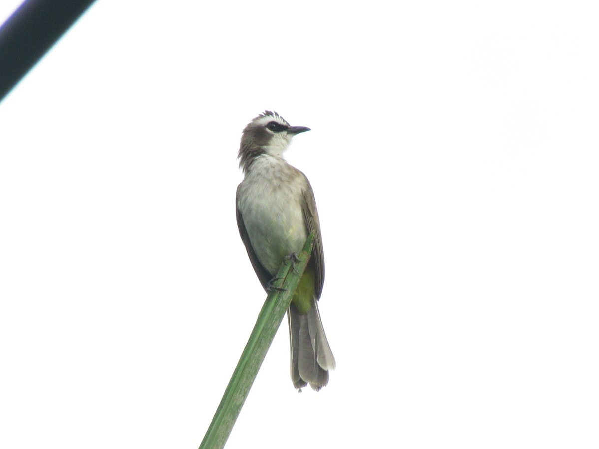 Schwarzzügelbülbül - ML644357805