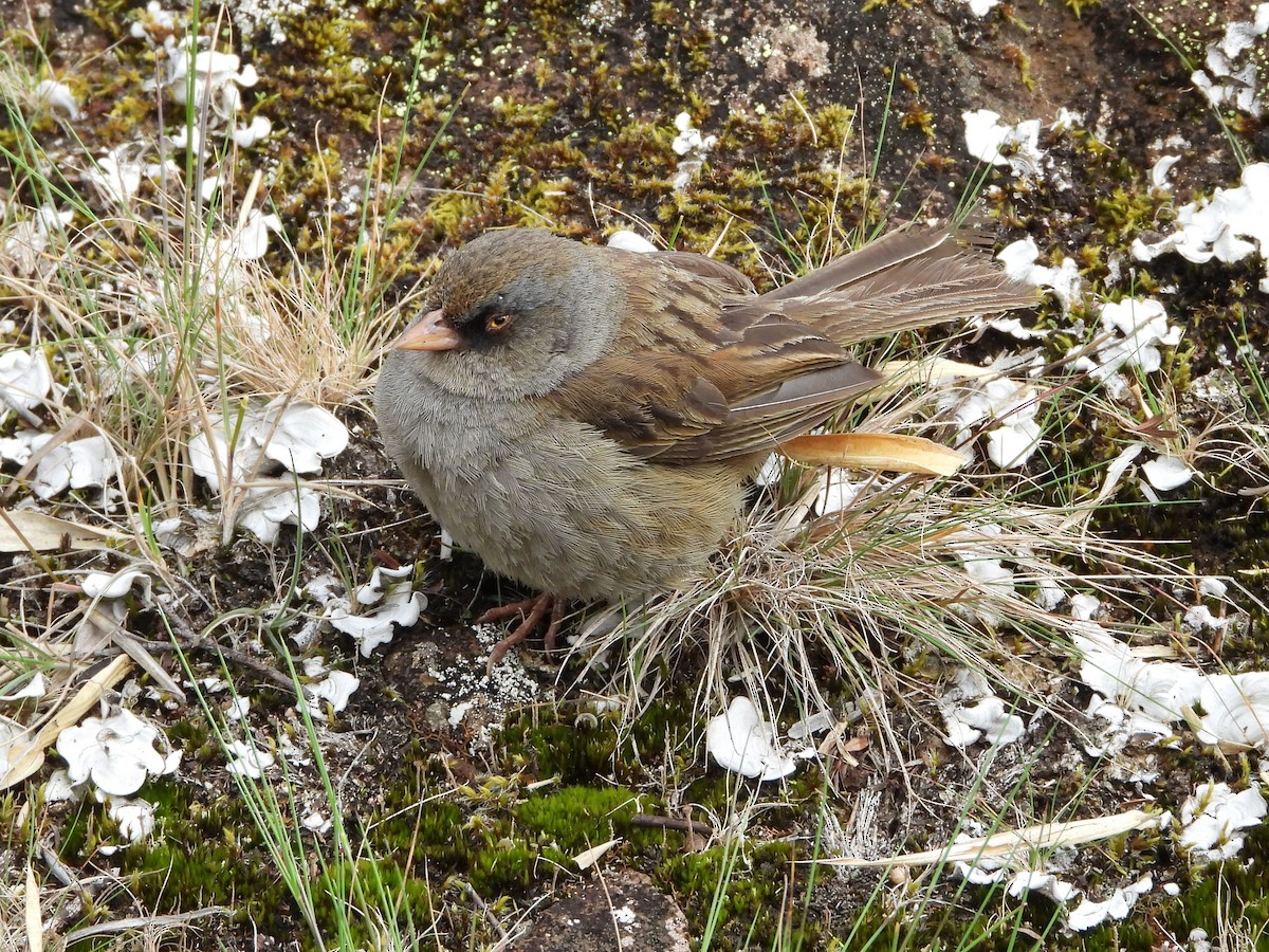Volcano Junco - ML644357807