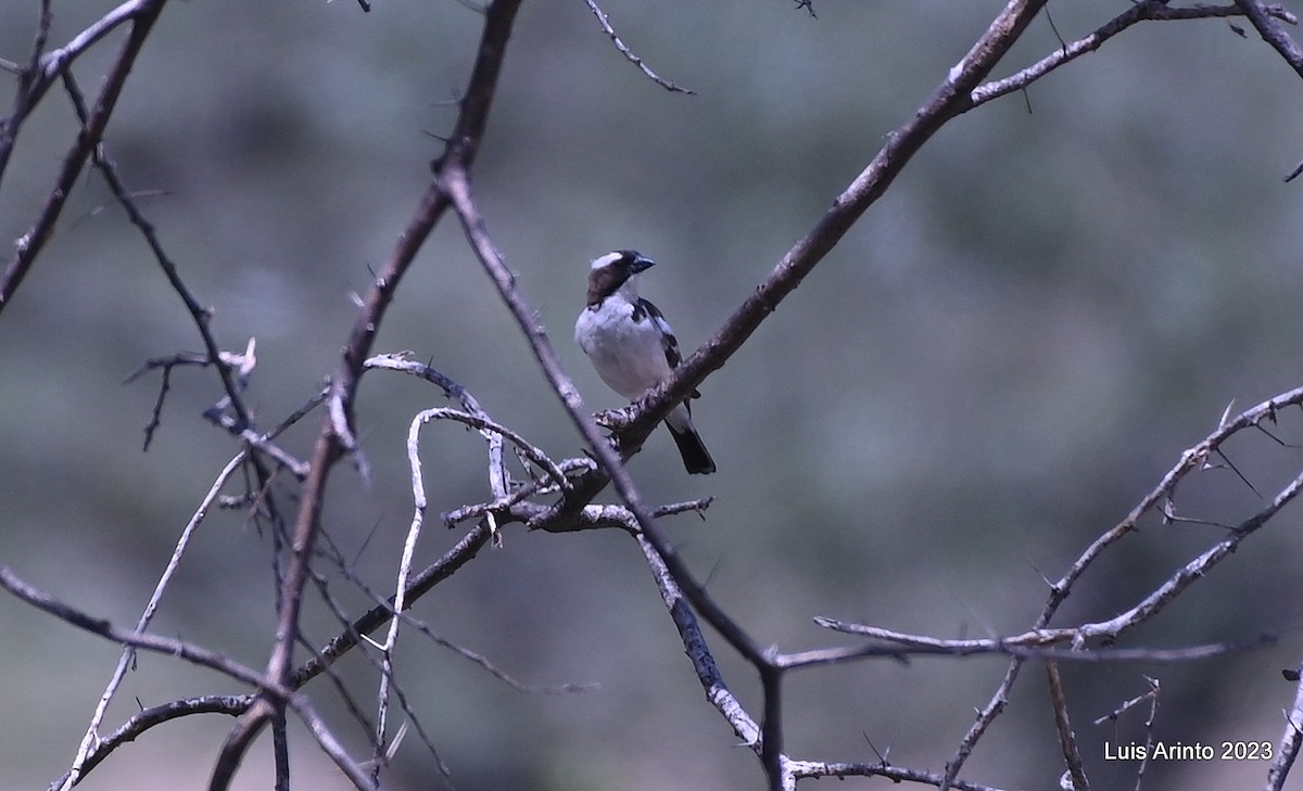 Weißbrauenweber - ML644357808