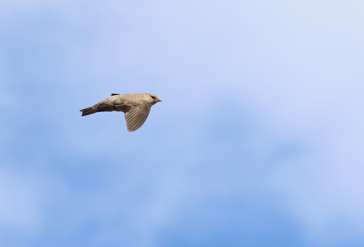 Харагчин хараацай - ML644357809