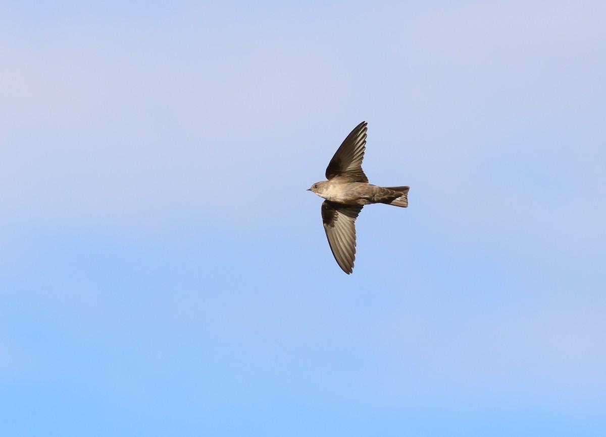 Харагчин хараацай - ML644357810