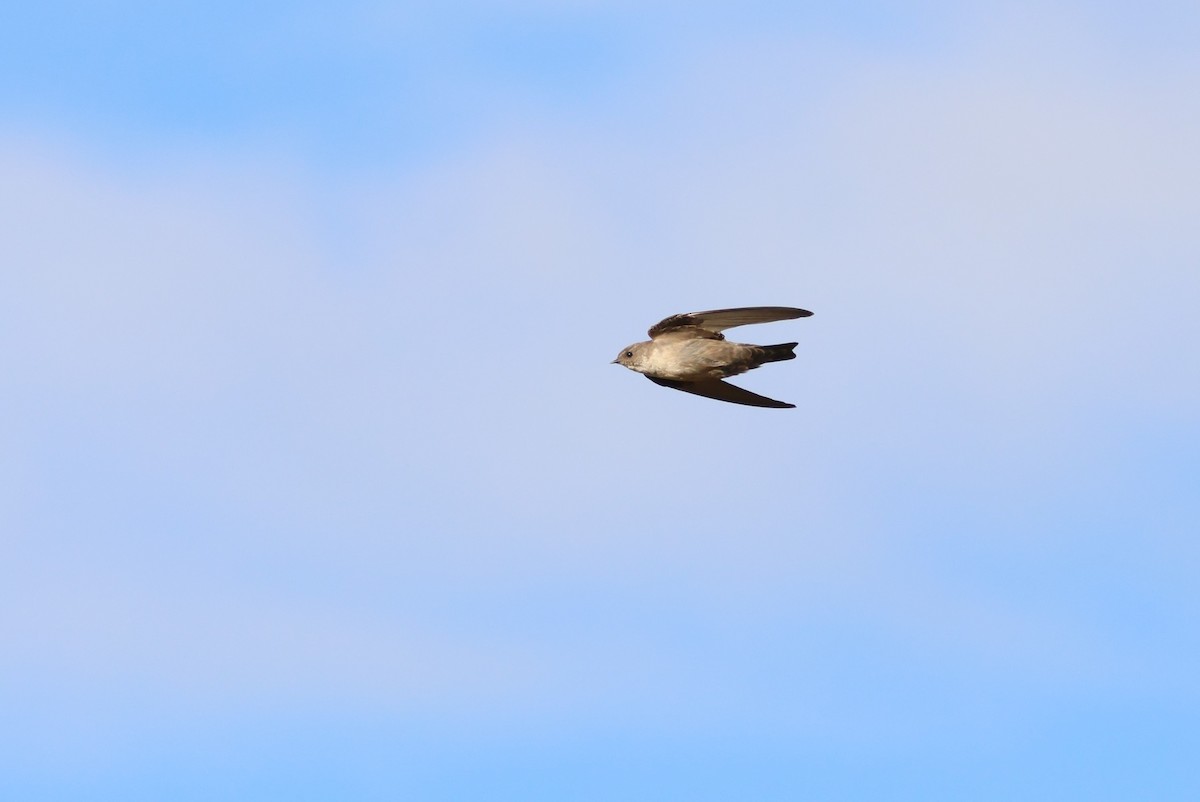 Харагчин хараацай - ML644357811