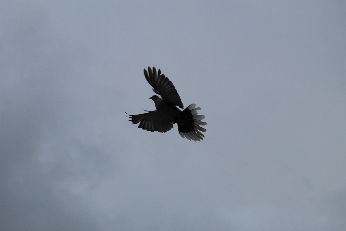 Eurasian Collared-Dove - ML644357815