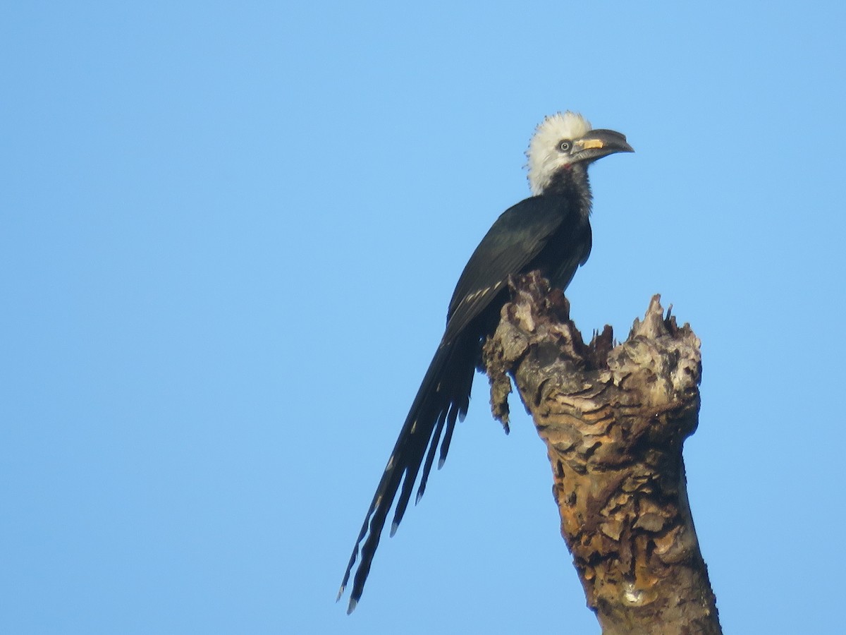 Western Long-tailed Hornbill - ML644357819