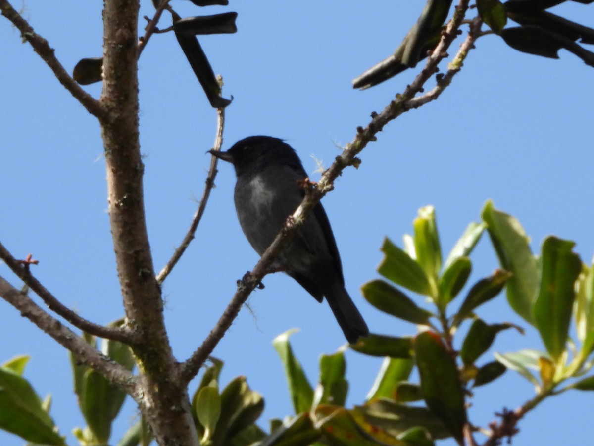 Slaty Flowerpiercer - ML644357835