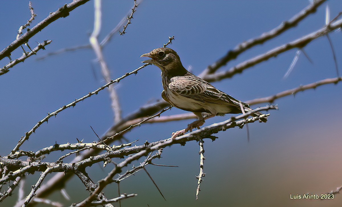 Fischer's Sparrow-Lark - ML644357843