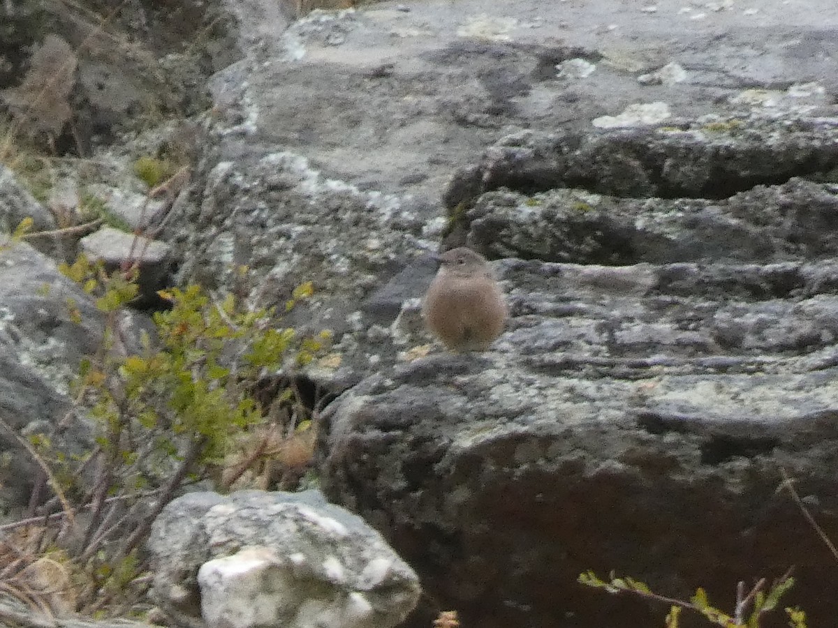 Улбар гал сүүлт - ML644357846