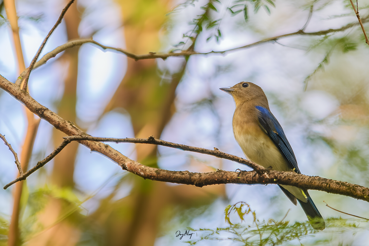 Blue-and-white Flycatcher - ML644357847