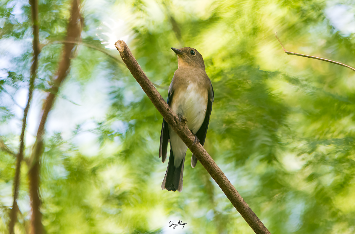 Blue-and-white Flycatcher - ML644357848
