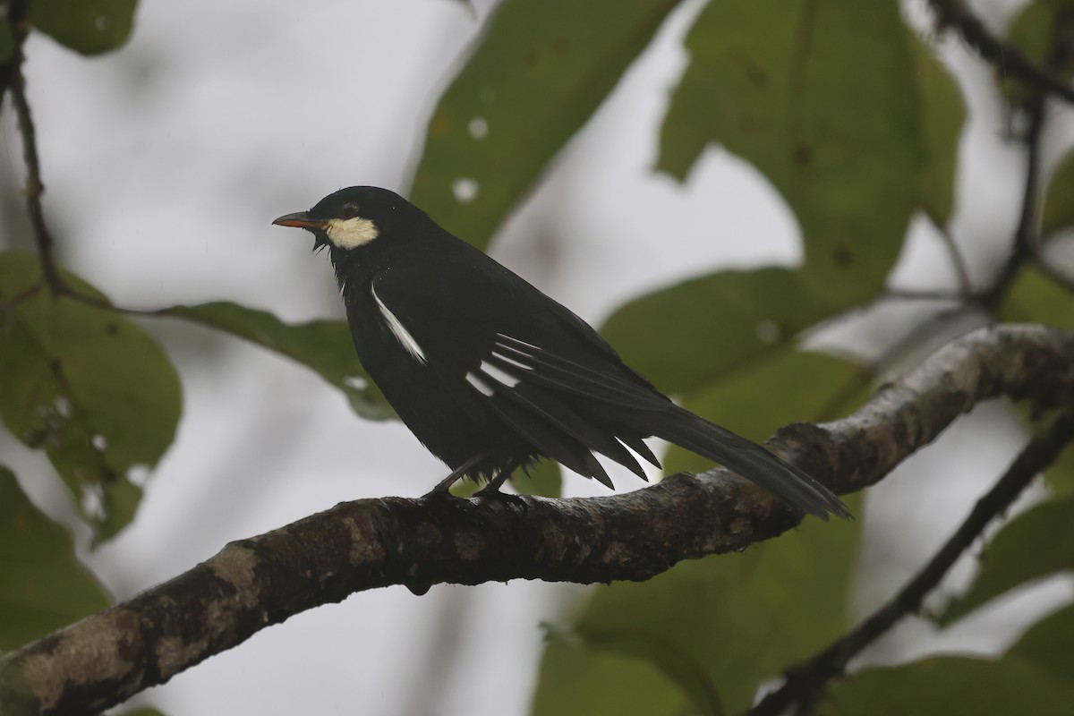 Black Solitaire - ML644357856