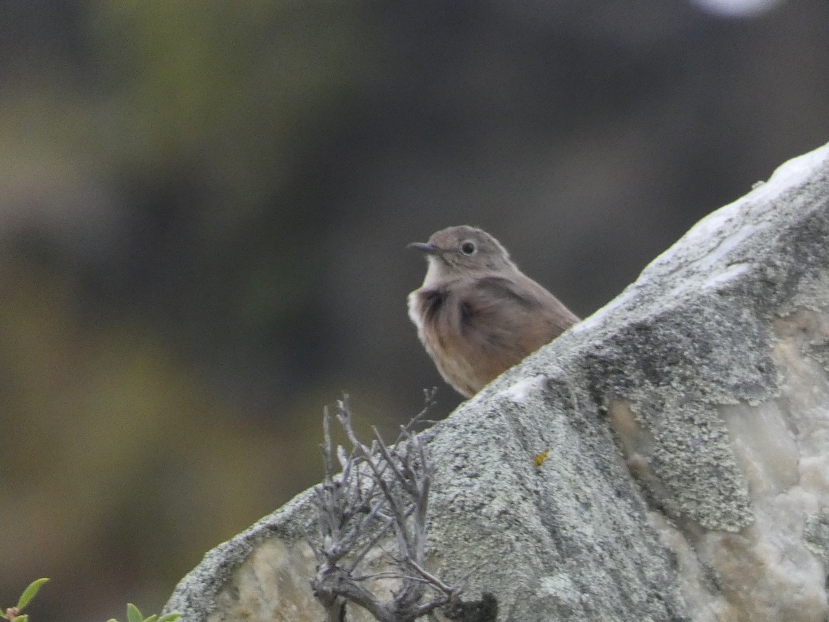 Улбар гал сүүлт - ML644357860