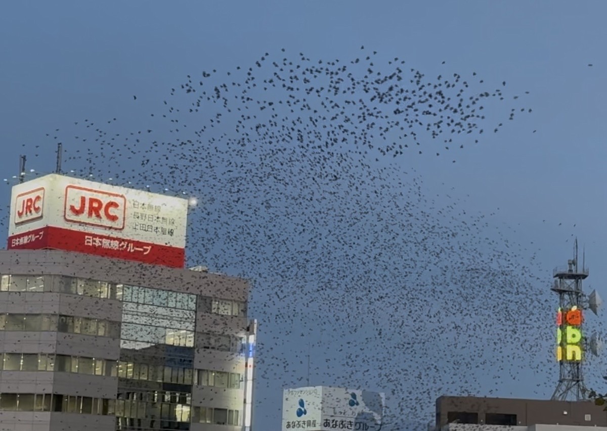 Weißwangenstar - ML644357862