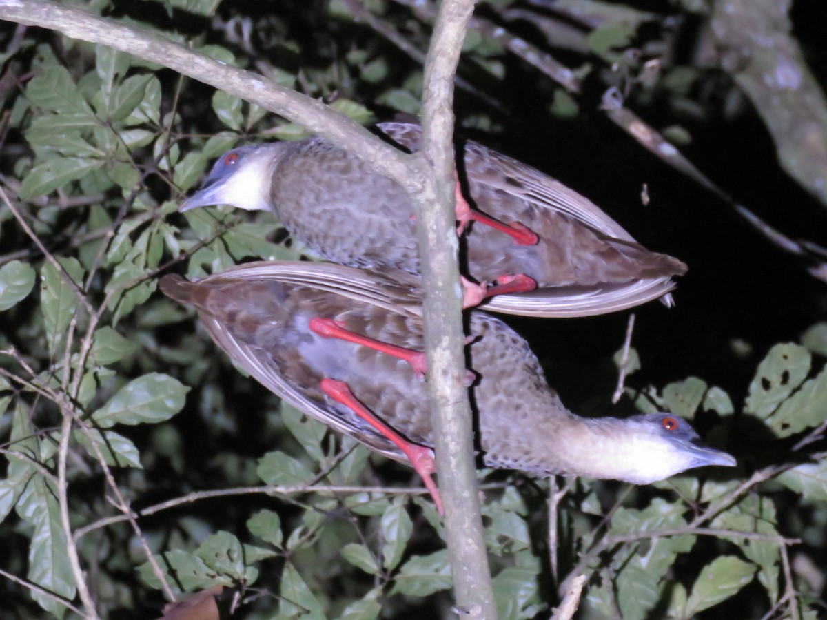 Nkulengu Rail - ML644357863