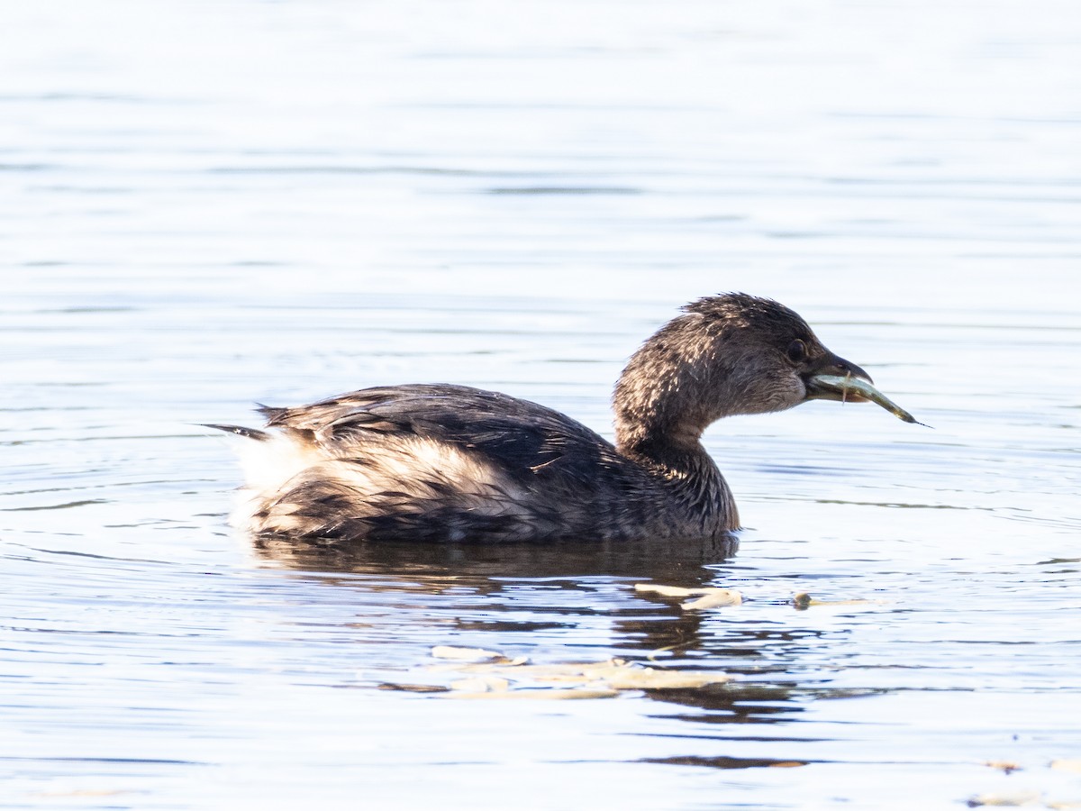 Pied-billed Grebe - ML644357866