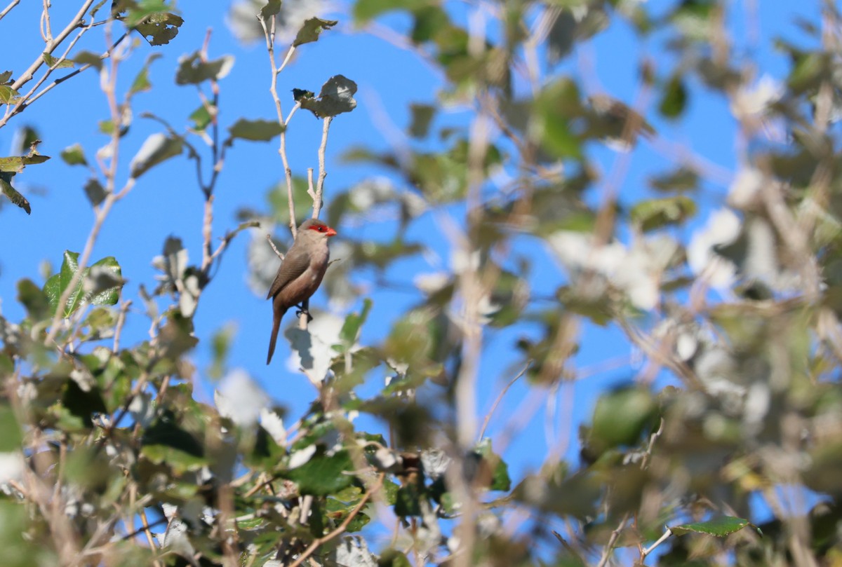 Common Waxbill - ML644357869