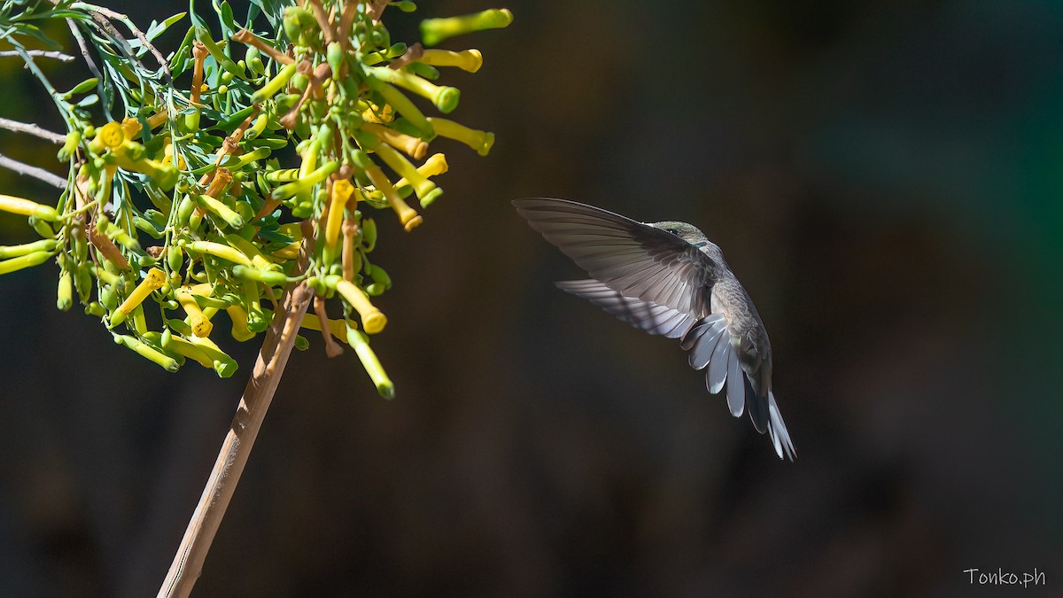 アンデスヤマハチドリ - ML644357871