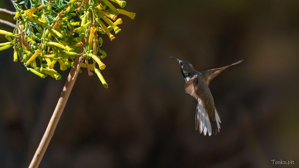 アンデスヤマハチドリ - ML644357872