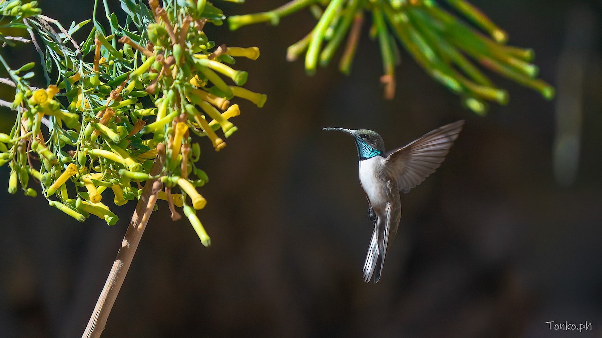 アンデスヤマハチドリ - ML644357873