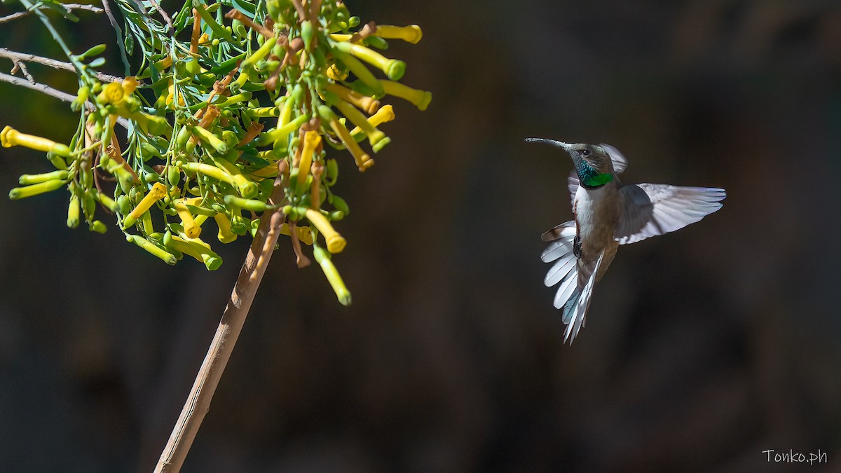 アンデスヤマハチドリ - ML644357874
