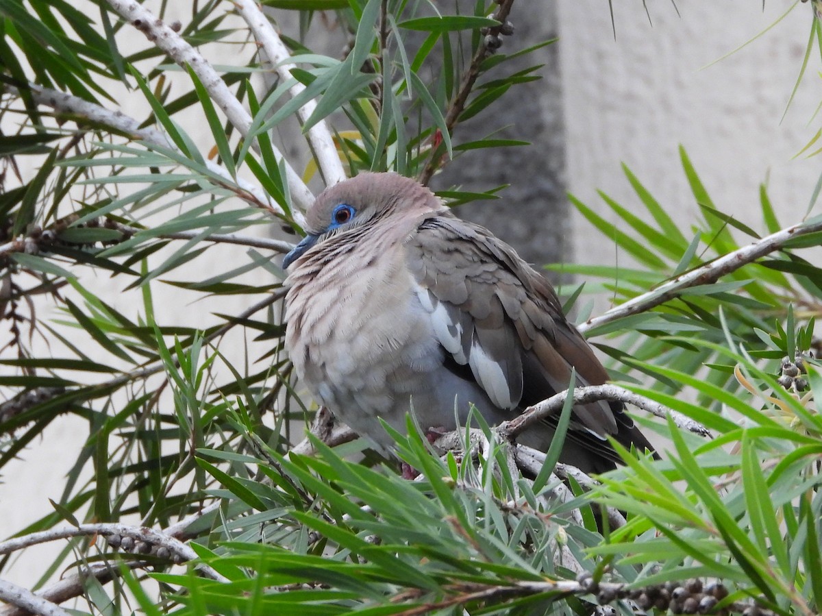 White-winged Dove - ML644357875