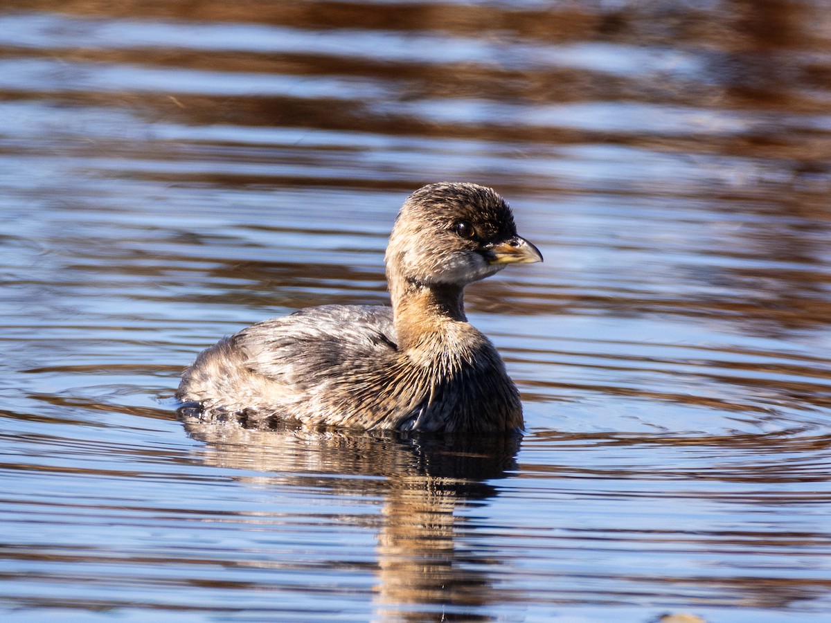 Pied-billed Grebe - ML644357878