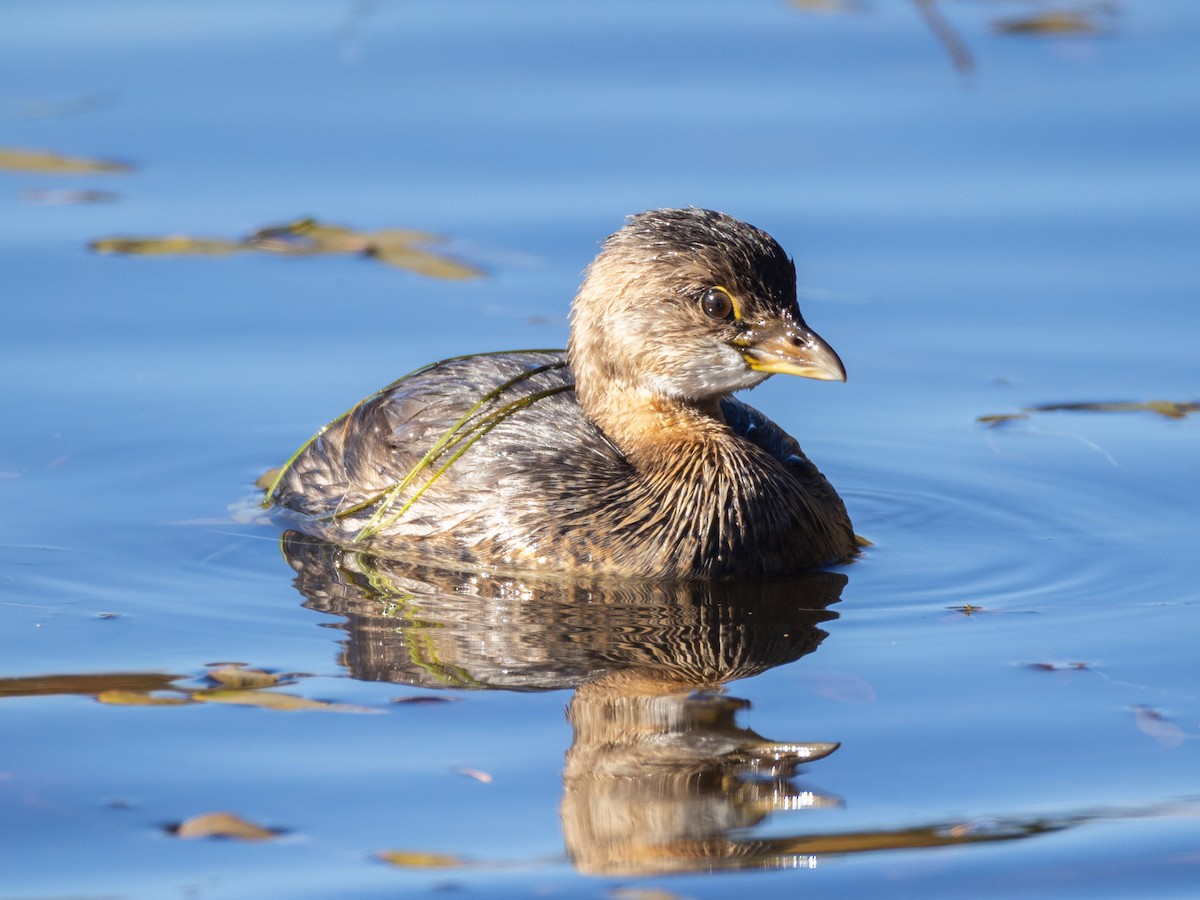 Pied-billed Grebe - ML644357892