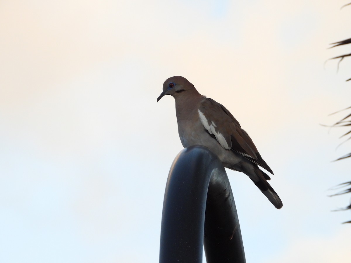 White-winged Dove - ML644357897