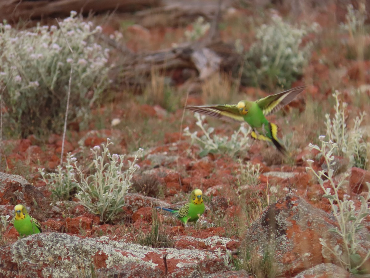 Budgerigar - ML644357901