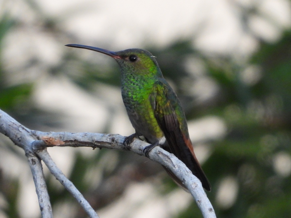 Rufous-tailed Hummingbird - ML644357902