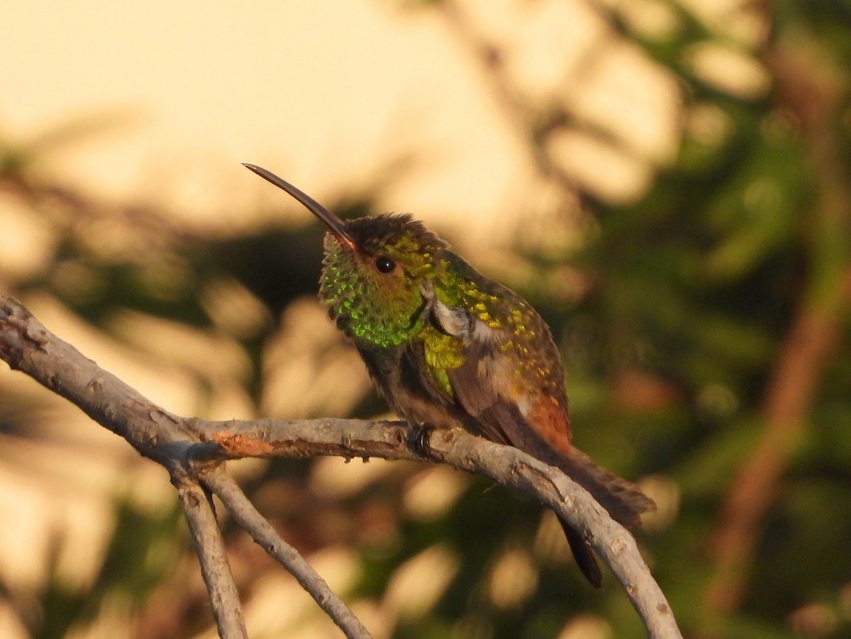 Rufous-tailed Hummingbird - ML644357903