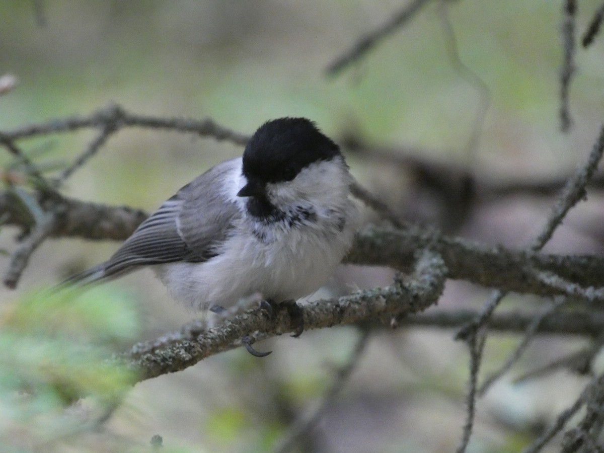 Mésange boréale - ML644357906