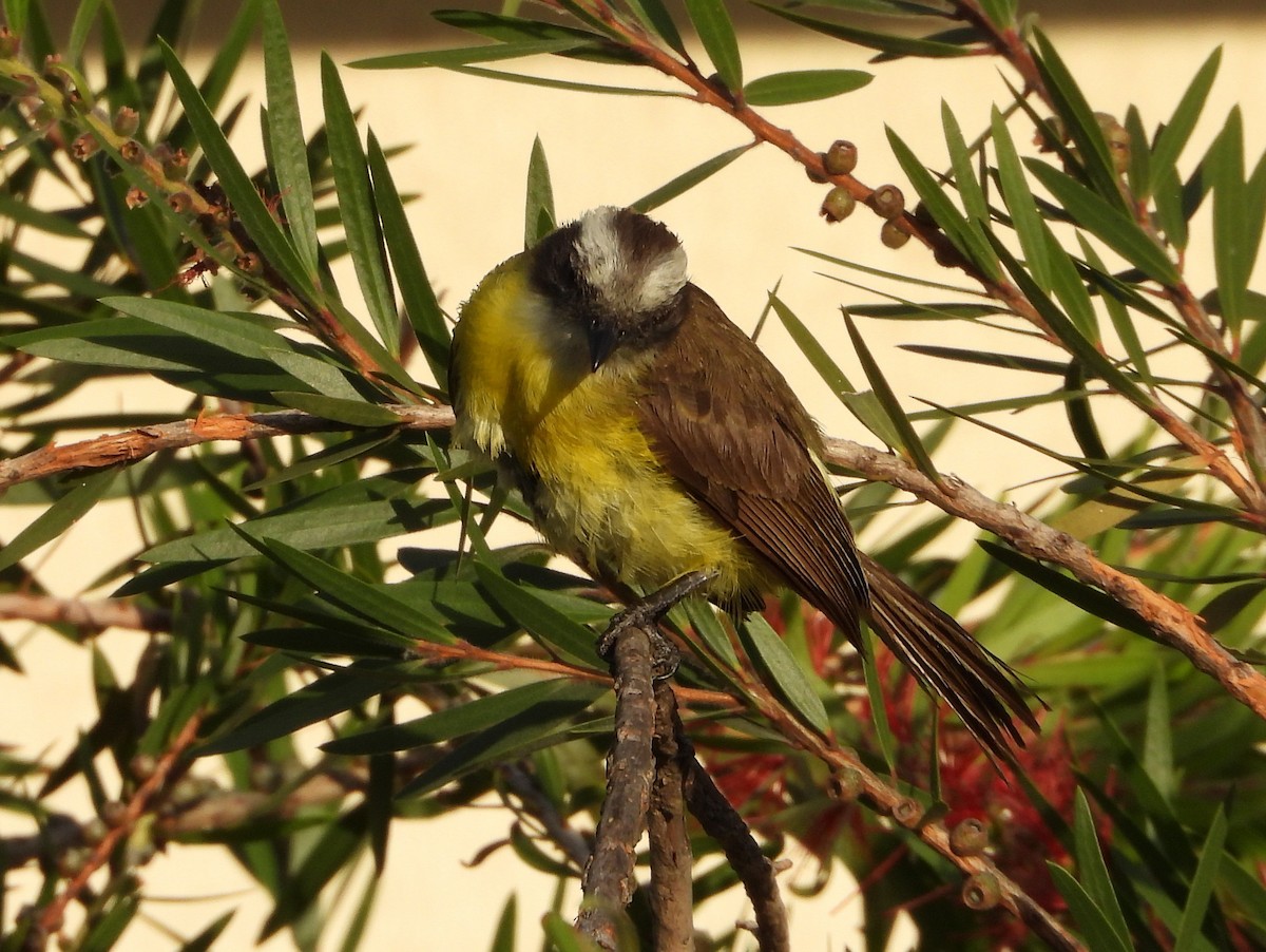 Social Flycatcher - ML644357907