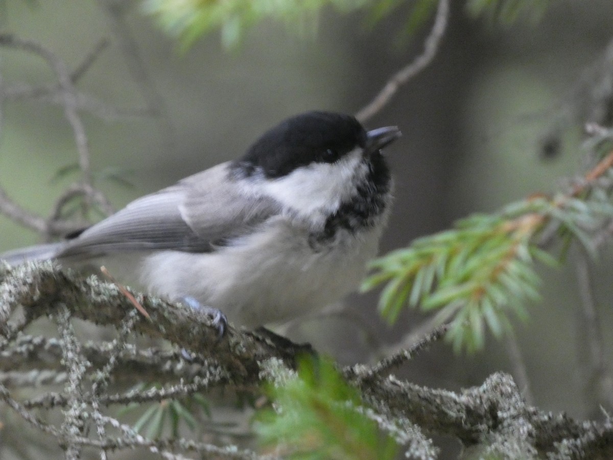 Mésange boréale - ML644357908