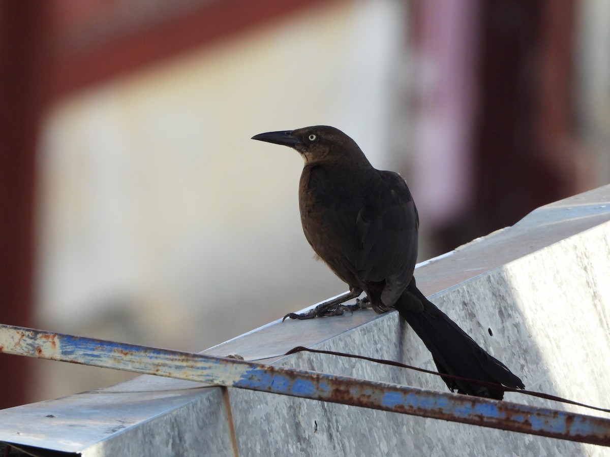 Great-tailed Grackle - ML644357915