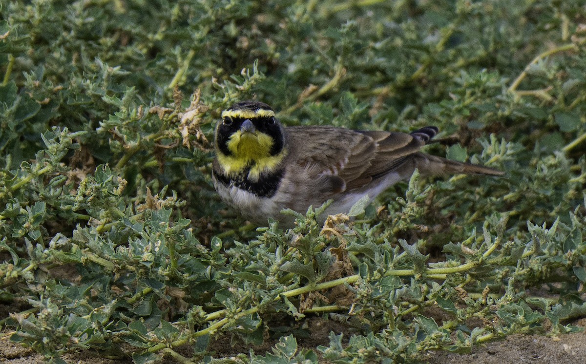 ハマヒバリ - ML644357919