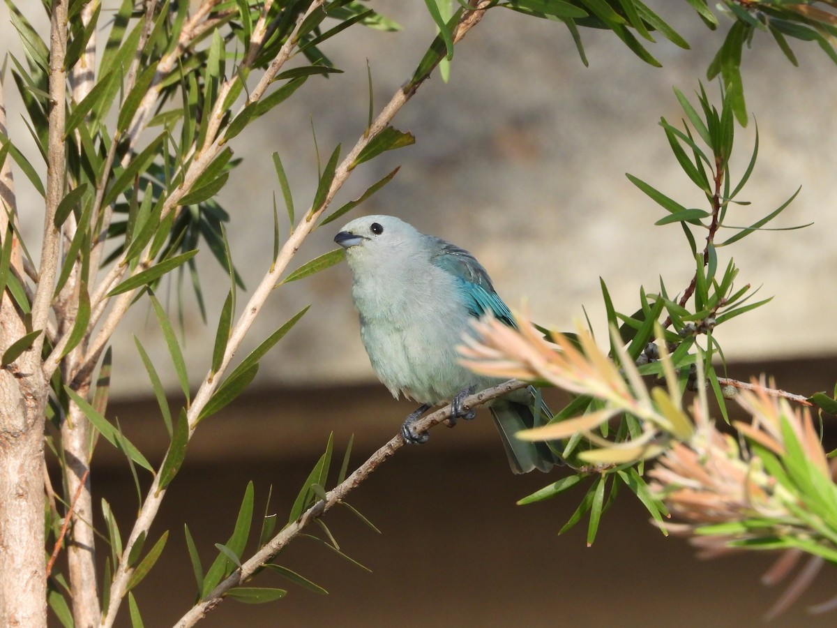 Blue-gray Tanager - ML644357923